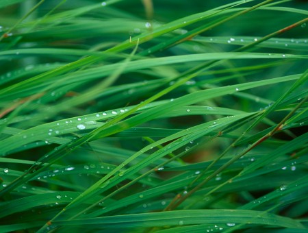 Morning Dew on the Grass