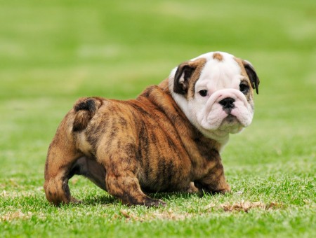 Brindle And White English Bullpuppy