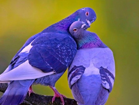Blue And Grey Pigeon
