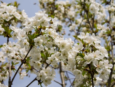 White Petaled Flower Cluster
