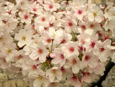 White Flowers With Pink Centers