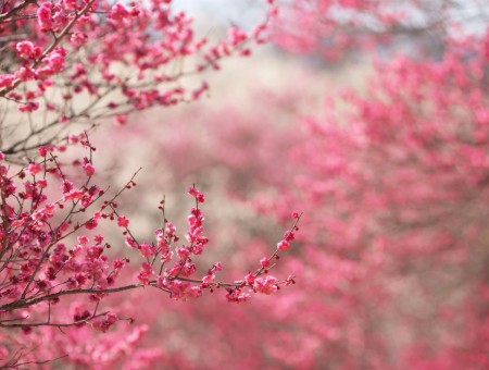Pink Flowering Tree Branches