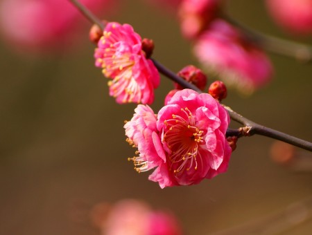 Small Pink Flowers With Yellow Stamen