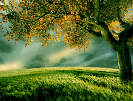 Yellow Leaf Tree In Middle Of Green Grass Field Artwork
