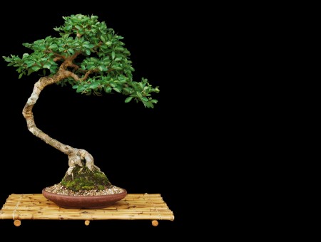 Green Deciduous Bonsai Tree