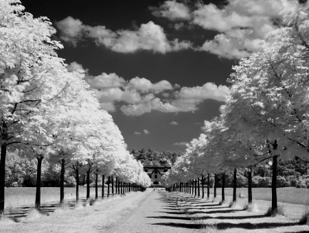 Trees In Grayscale