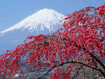 Red-flowering Deciduous Tree