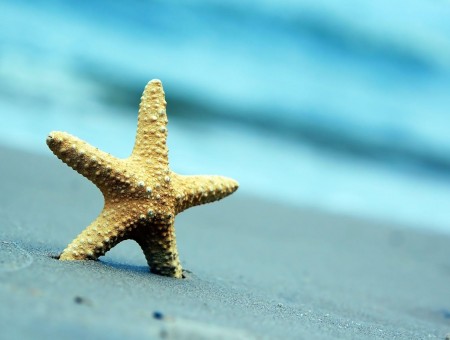 Gray Starfish