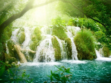 Waterfall Forest