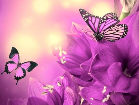 Purple Black Butterflies On Purple Flowers Illustration