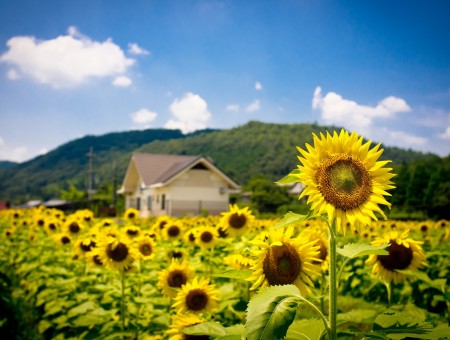 Yellow Sun Flower Field