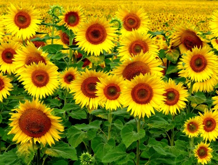 Yelllow Sunflower