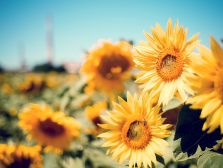 Deep Yellow Sunflower