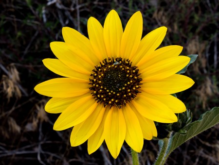 Yellow Flower With Brown Center