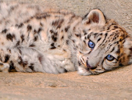 Brown Leopard Cub