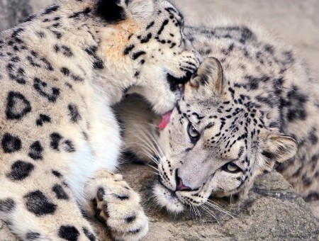 Leopards Animal