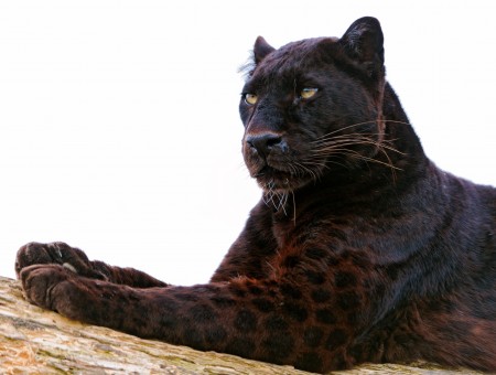 Panther Animal