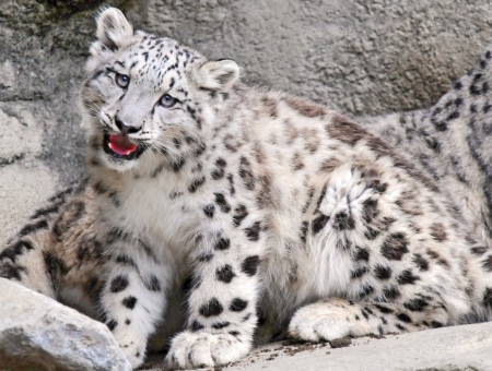 White Black And Gray Snow Leopard Cub