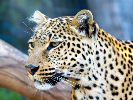 Adult Leopard