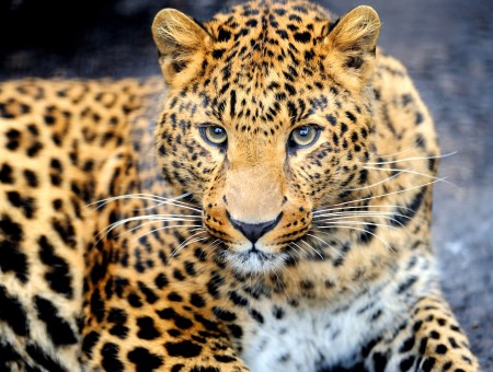 Black And Brown Leopard