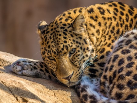 Black And Brown Leopard