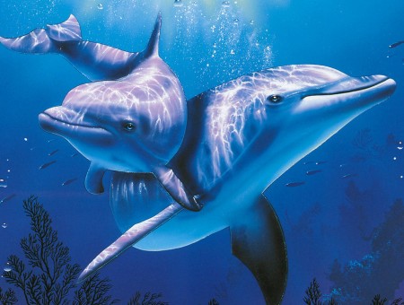 Dolphin Animal