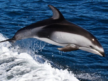 Black And Grey Dolphin