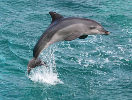 Gray Dolphin