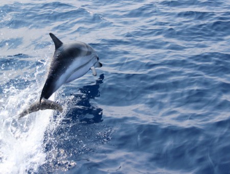 Gray And White Dolphin