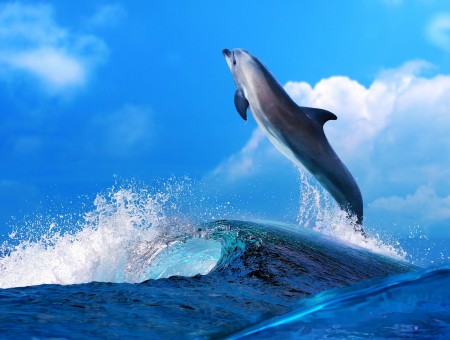 Gray Dolphin