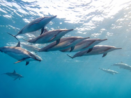 Gray Dolphins