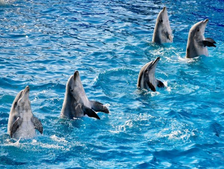Gray Bottlenose Dolphins