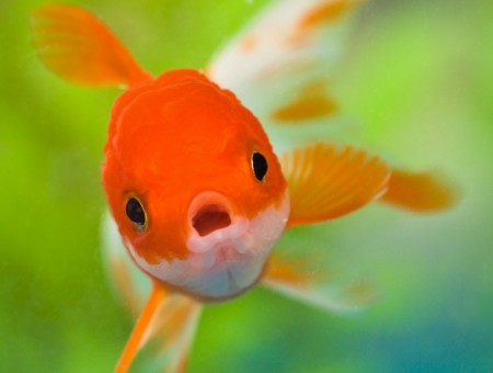Orange Gold Fish