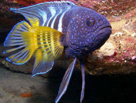 Yellow White And Brown Fish