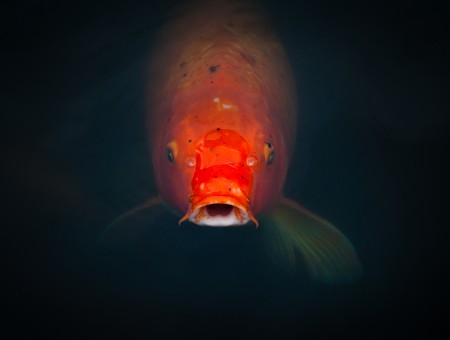 Orange Koi Fish