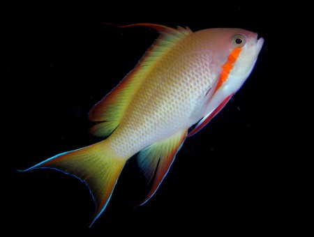 Beige Yellow And White Pet Fish