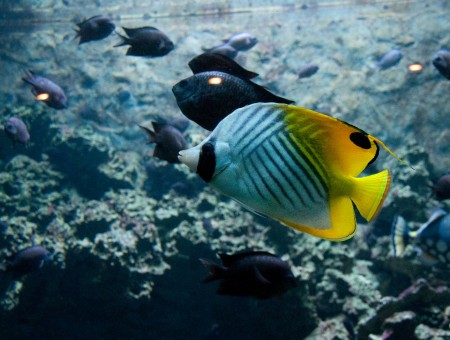 Yellow Black And White Stripe Fish
