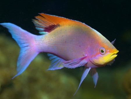 Pink Blue And Yellow Fish