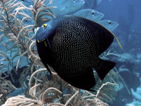 Black Underwater Fish