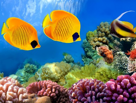 Yellow And Blue Butterfly Fish