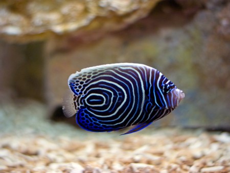 Black White And Blue Fish