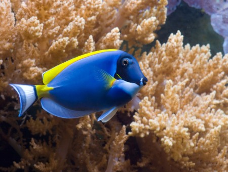 Oblong-body Blue Yellow White Tropical Fish