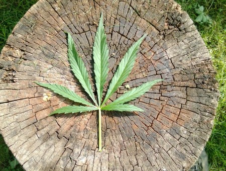 Green Marijuana Leaf