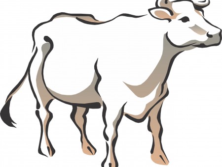 White Cow Illustration