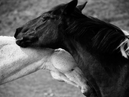 2 Horses Grayscale Photography