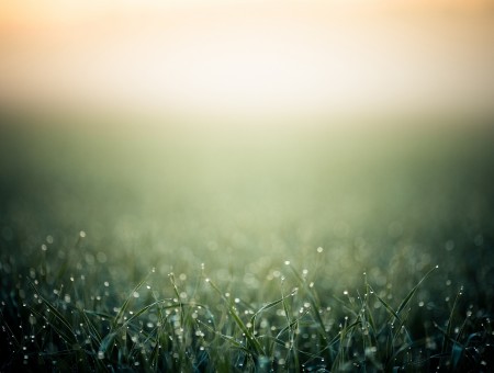 Green Grass With Dew