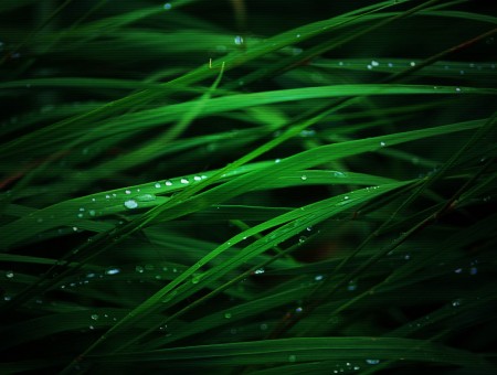 Green Grass Photography