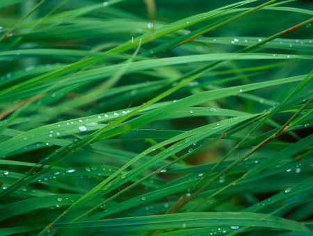 Green Grass Photography