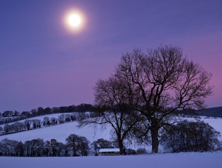 2 Bare Trees Over Snow Ground Under Pink And Blue Sky