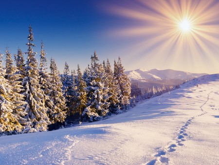 Sun Shining Over A Snowy Path With Evergreens On The Side